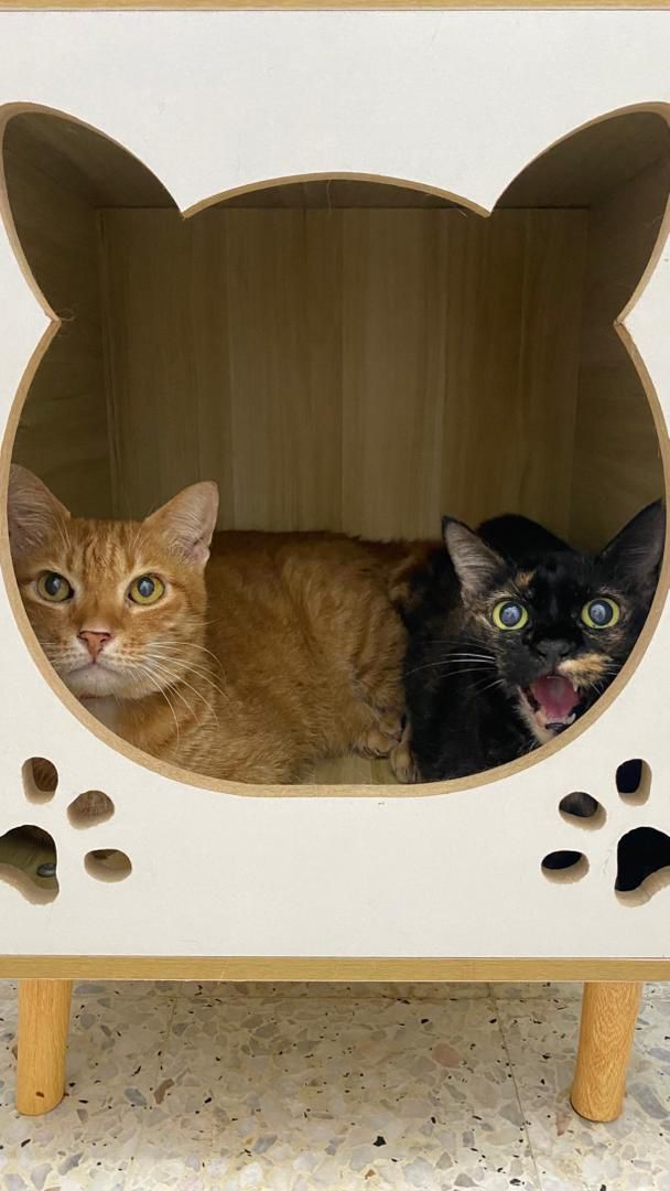 Deluxe private suite featuring separate litter box compartment