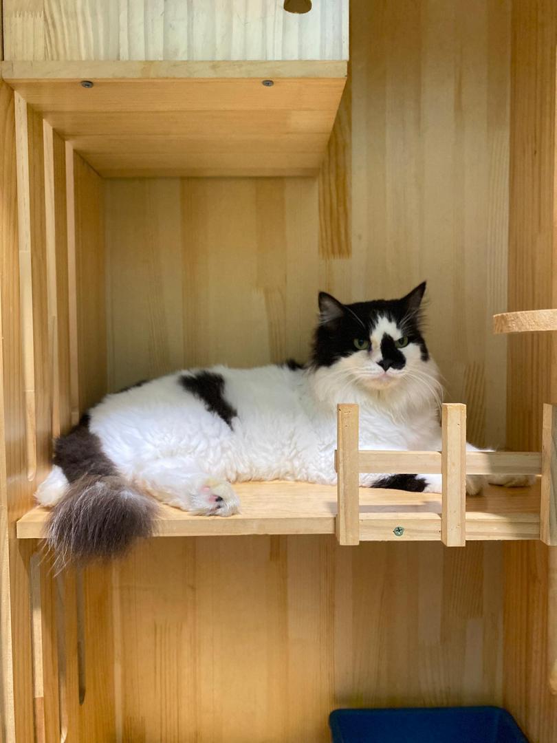 Cat enjoying stay with personalized feeding schedule