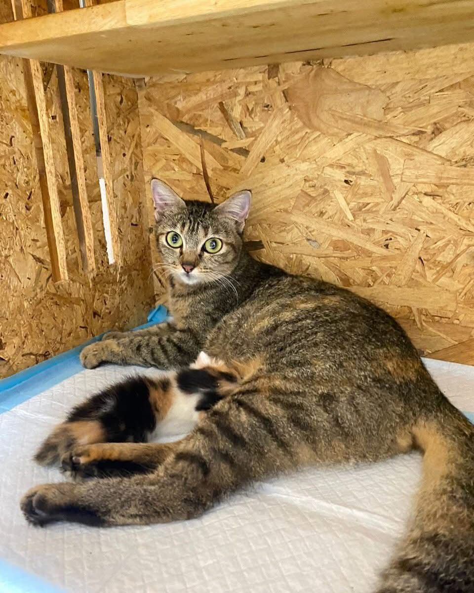 Cat hotel guest sitting happily by suite viewing door