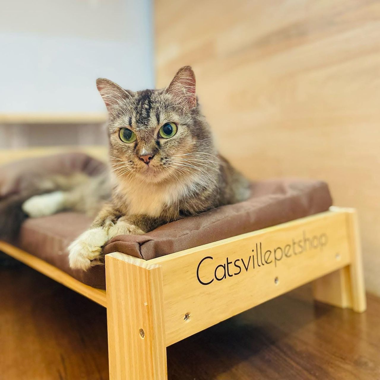 Boarding cat looking alert and comfortable during stay