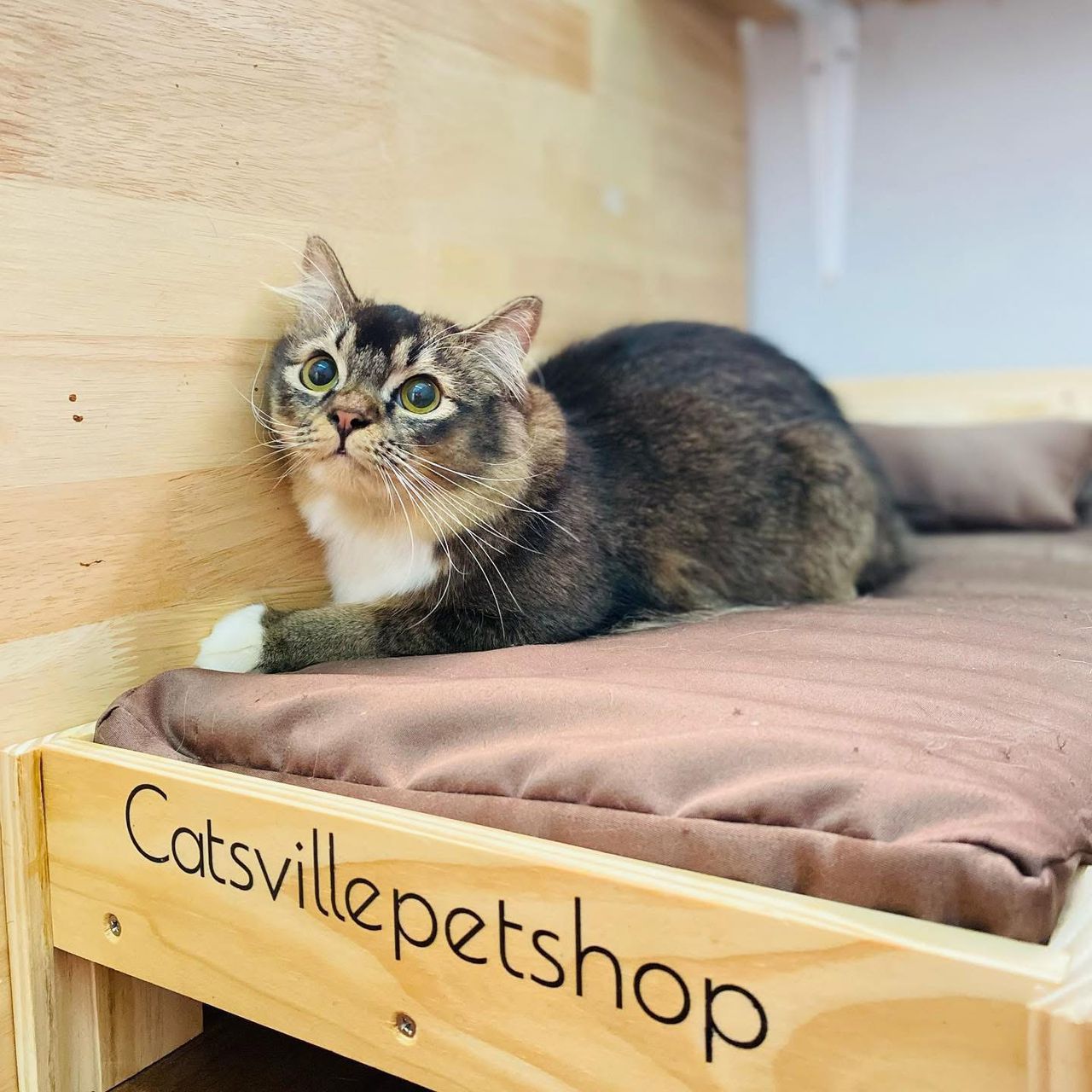 Boarding guest enjoying gentle head scratches from caretaker