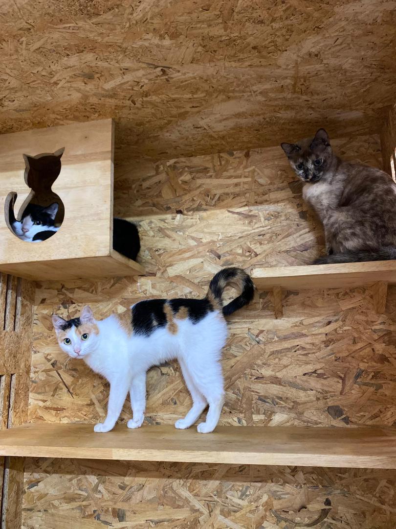 Curious feline guest enjoying play session at boarding facility
