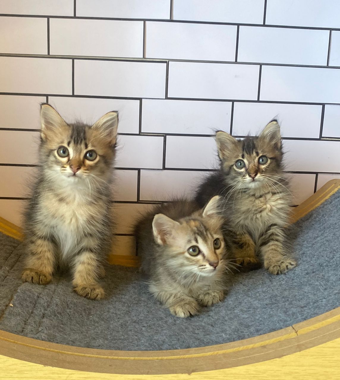 Three young kittens resting together safely in boarding suite