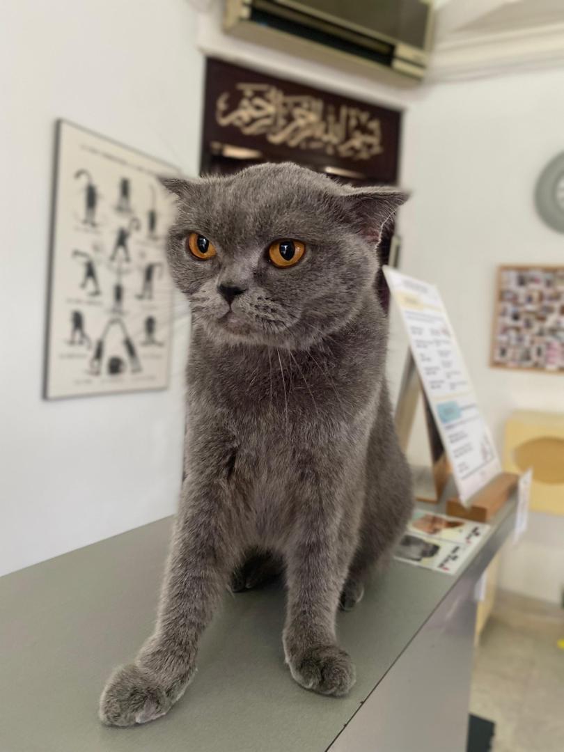 Gentle handling during cat bath and spa treatment