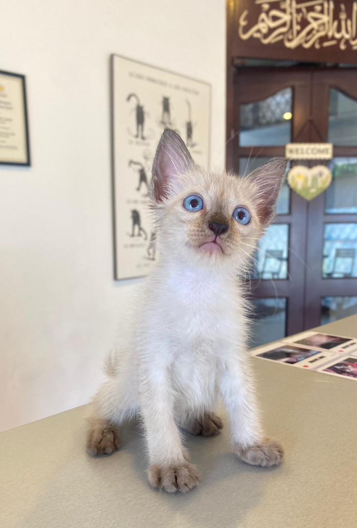 Relaxed cat receiving gentle brush and coat treatment