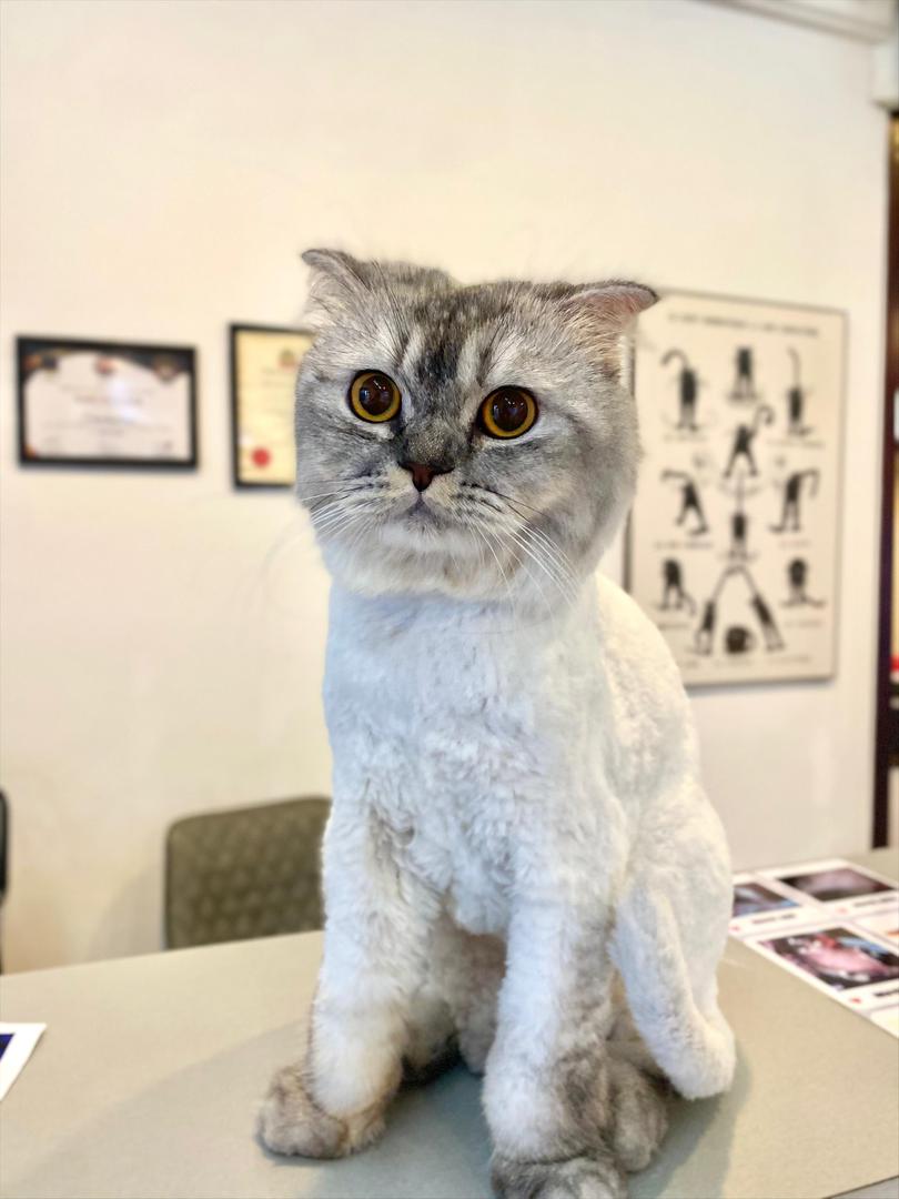 Thorough ear cleaning and hygiene cut for Persian cat