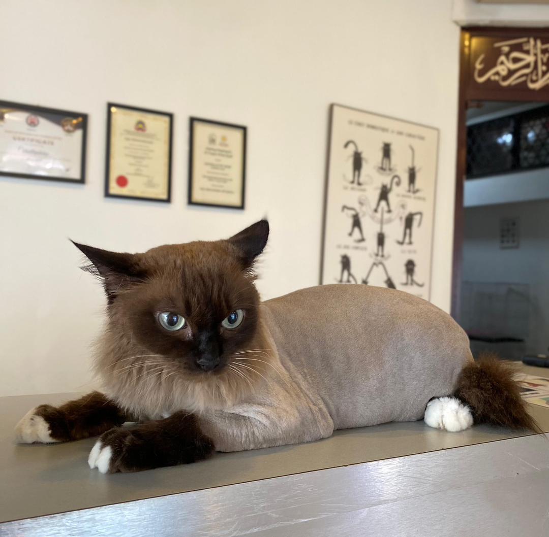 Long-hair feline coat styling and deshedding service