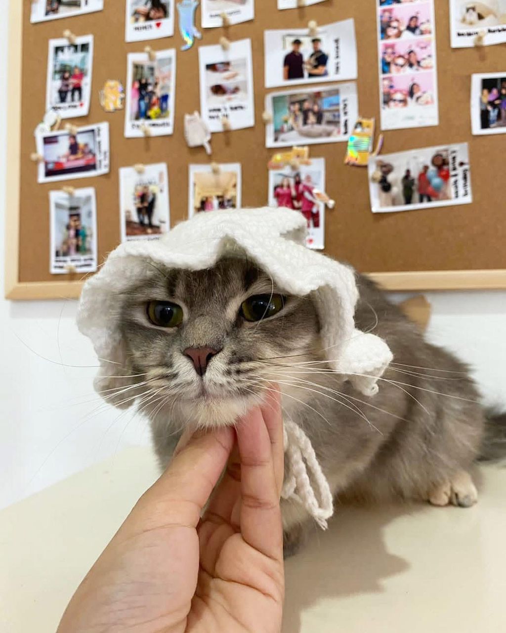 Happy groomed cat showing clean and fresh coat result