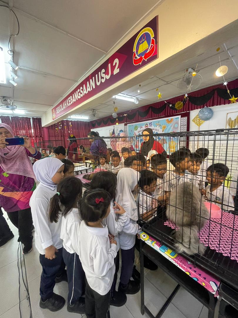 Interactive Q&A session with students about feline body language