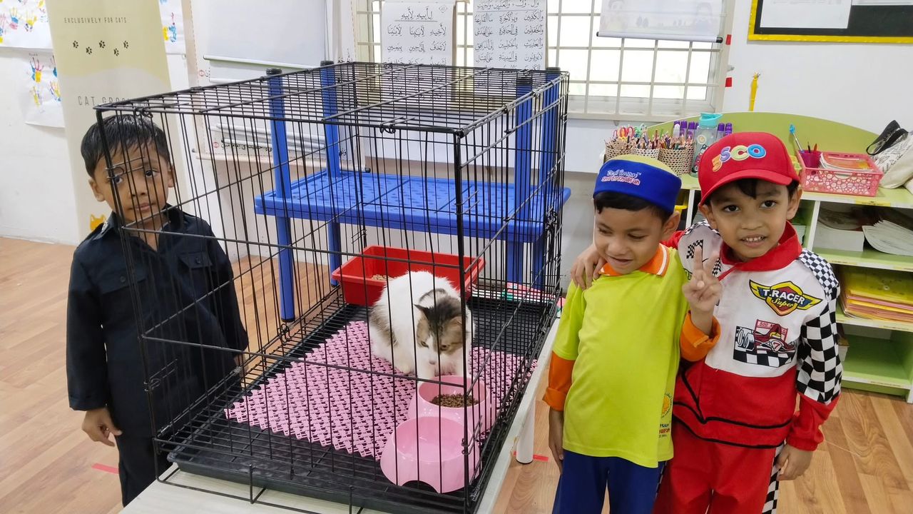 Cat welfare awareness campaign visual presentation in school hall