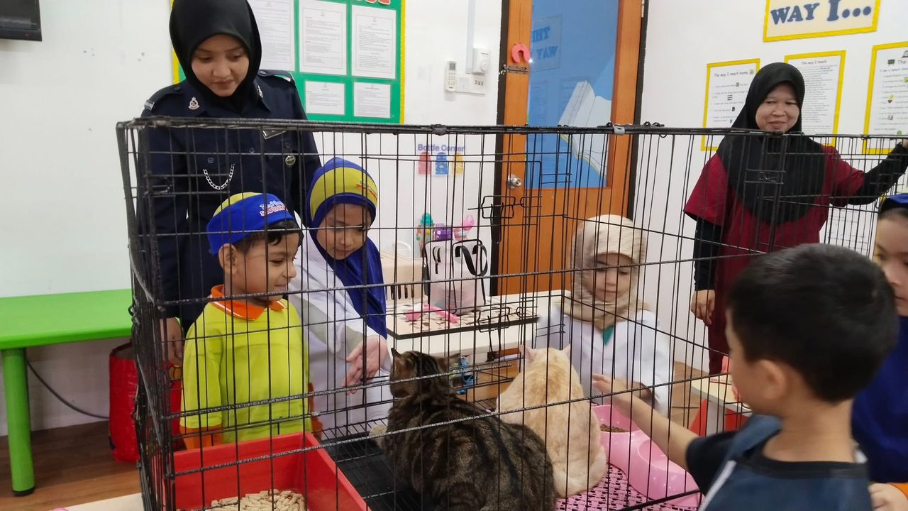 Sharing knowledge on cat health, nutrition, and vaccination importance