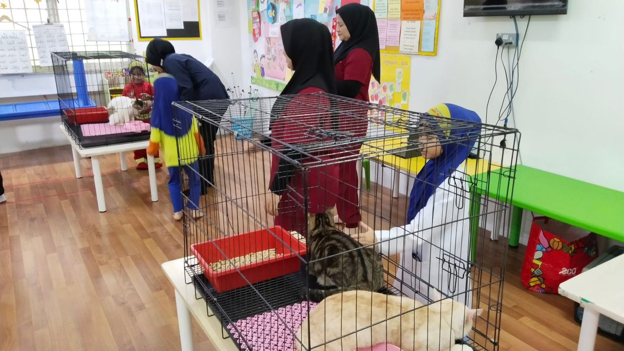 Students learning safe cat handling and stress reduction at school talk