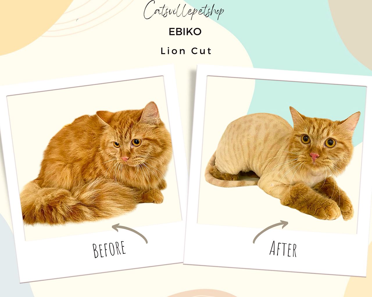 Persian cat comfortable after signature lion cut grooming