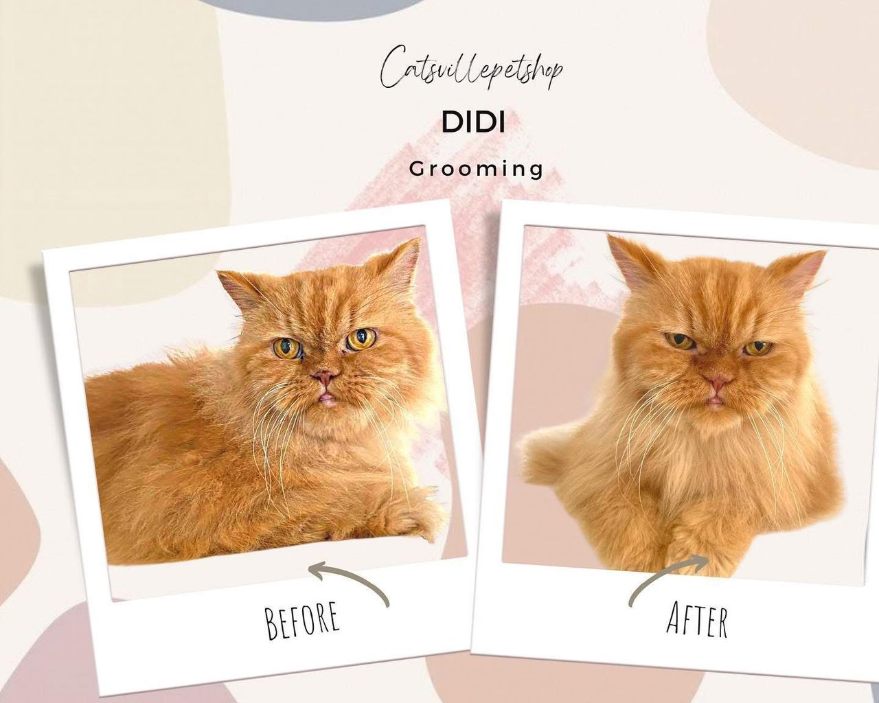 Matted fur relief through gentle professional lion cut