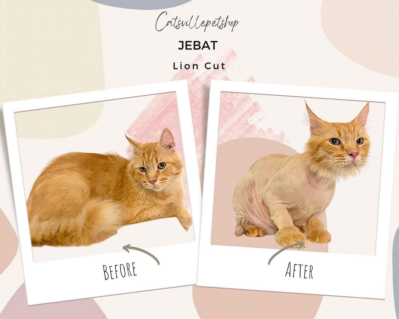 Lion cut grooming session completed with patient handling