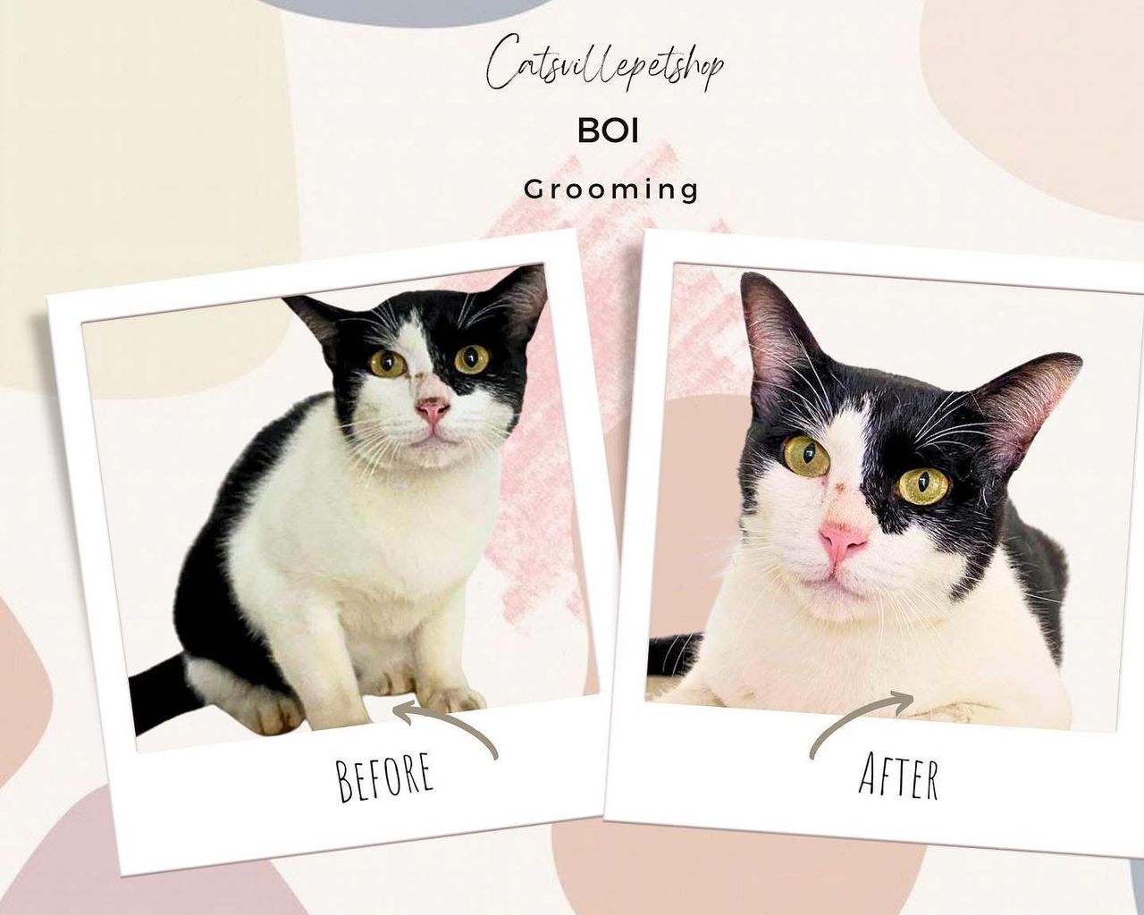 Happy and relaxed cat following completed lion cut service